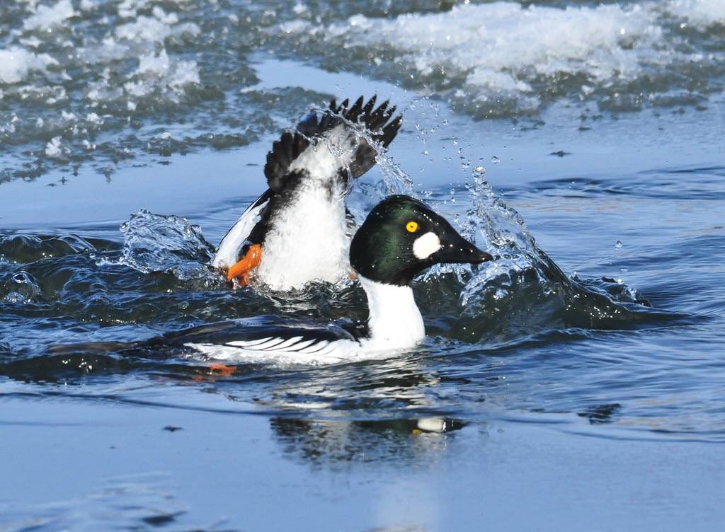 Common Goldeneyes on Seedskadee NWR byTom Koerner/ USFWS Mountain Prairie is licensed under CC BY-NC 2.0; diving for Northern crayfish (Orconectes virilis)